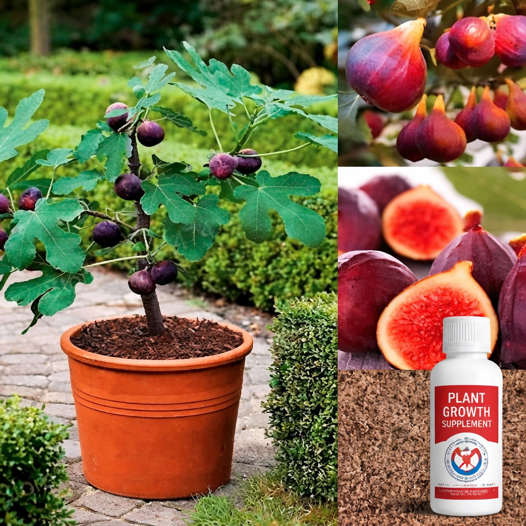 Fig Tree Seeds with plant booster pack of 1