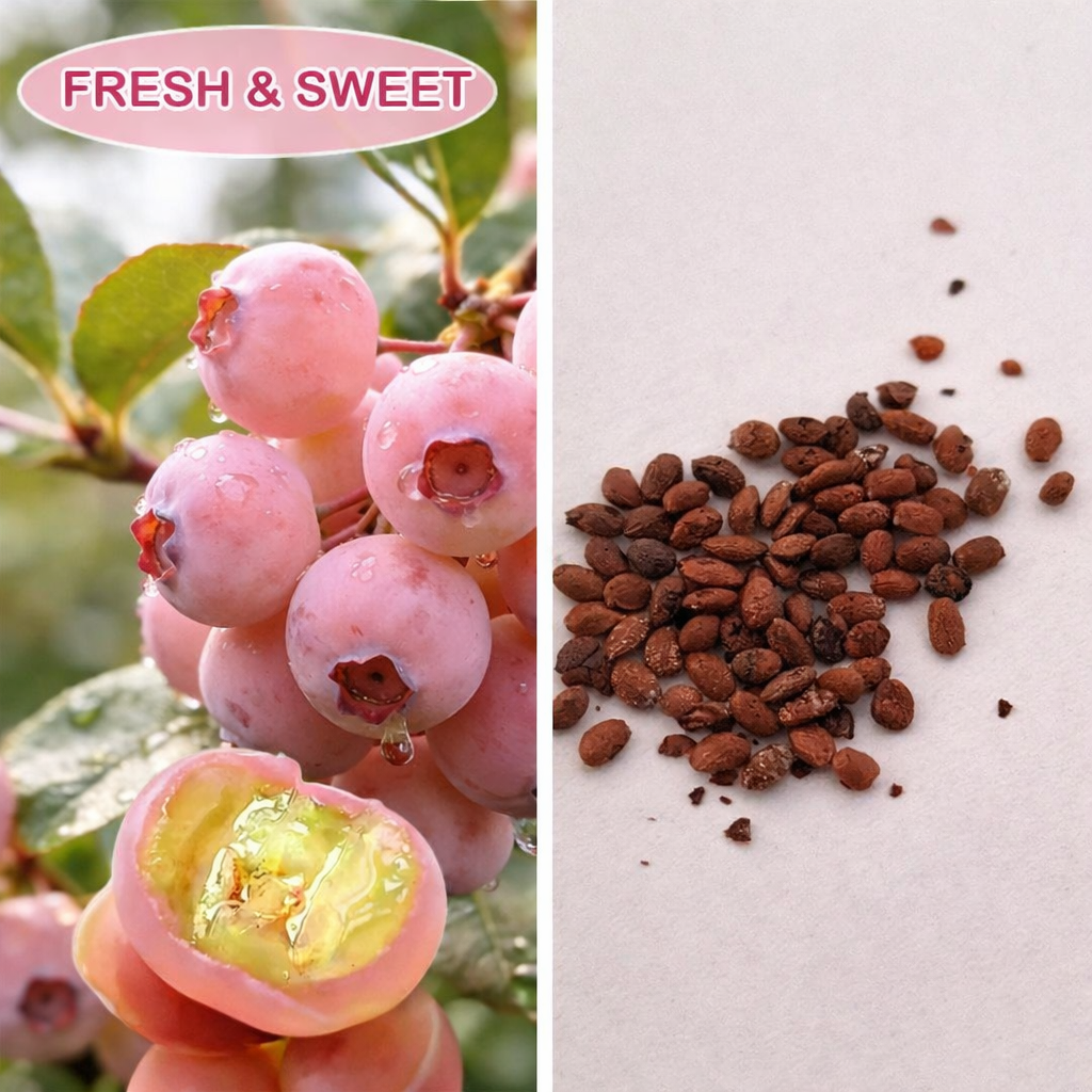 SS Premium Pink Blueberry Seeds -A Uniquely Delightful Taste BUY 1 GET 1 FREE