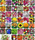 100 Mix Flower Seeds And Plant Growth pack of 1