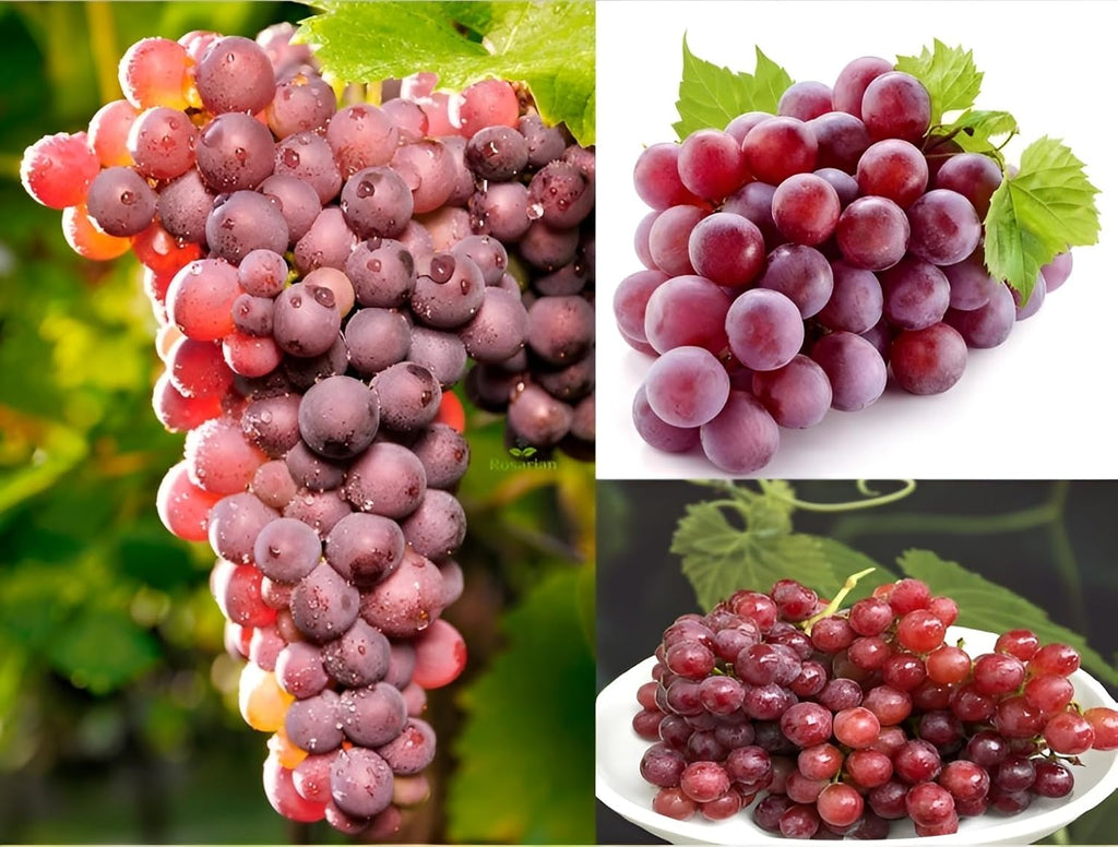 BRAZILIAN GRAPE TREE SEEDS PACK OF 2