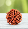 5 mukhi Nepali Rudraksh