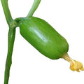 cucumber seeds and plant growth