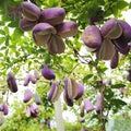 August Melon Seeds