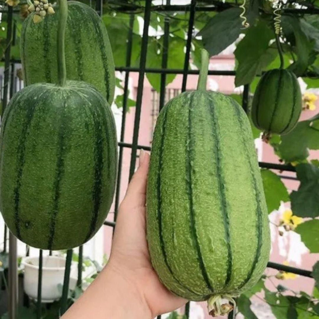 Apple Luffa Seeds