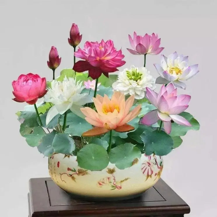 Bonsai Lotus Flower Seeds( 20 SEEDS)