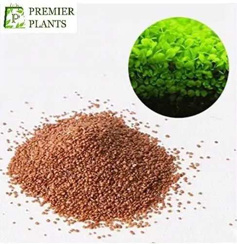 AI Aquarium Grass Seeds pack of 2
