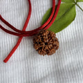 BHARATYUG 7 mukhi Nepali Rudraksh