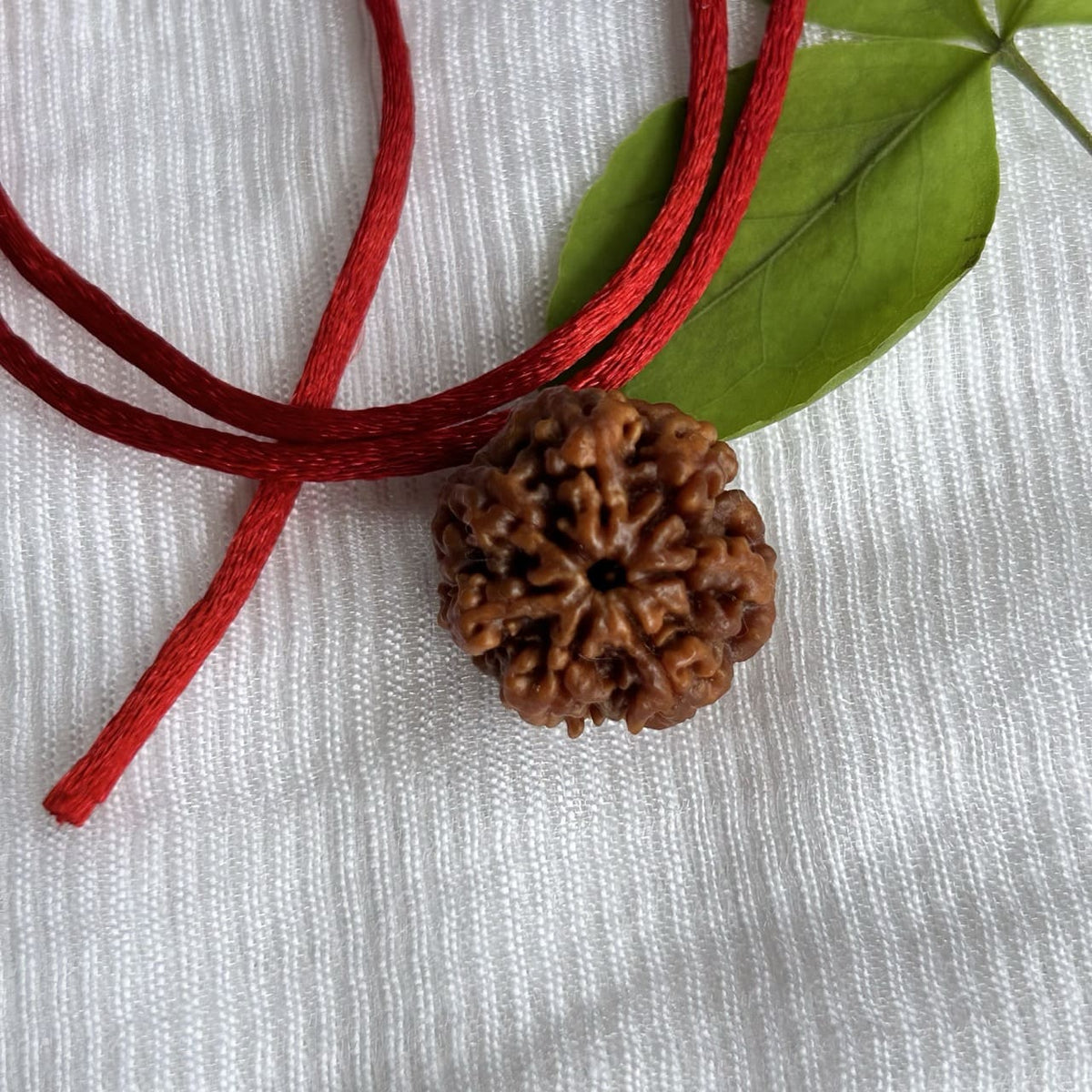 BHARATYUG 7 mukhi Nepali Rudraksh