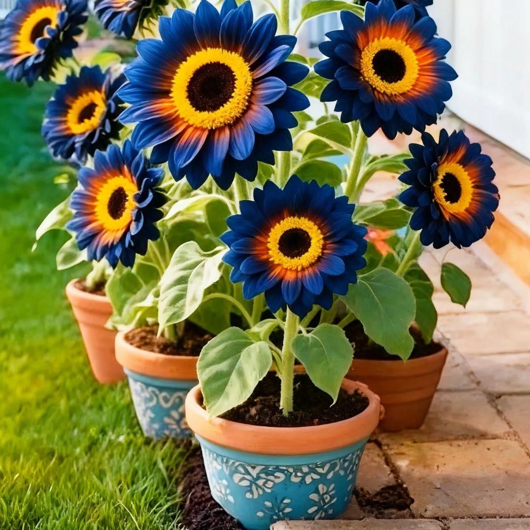 Blue Flame Sunflower Seeds and organic pot mix