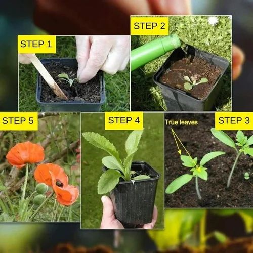150 Variety Of Organic Flower Seeds And  Plant Growth Free Pack Of 1