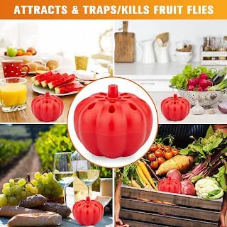 Insect Fruit Fly Traps Pumpkin (Pack of 1)
