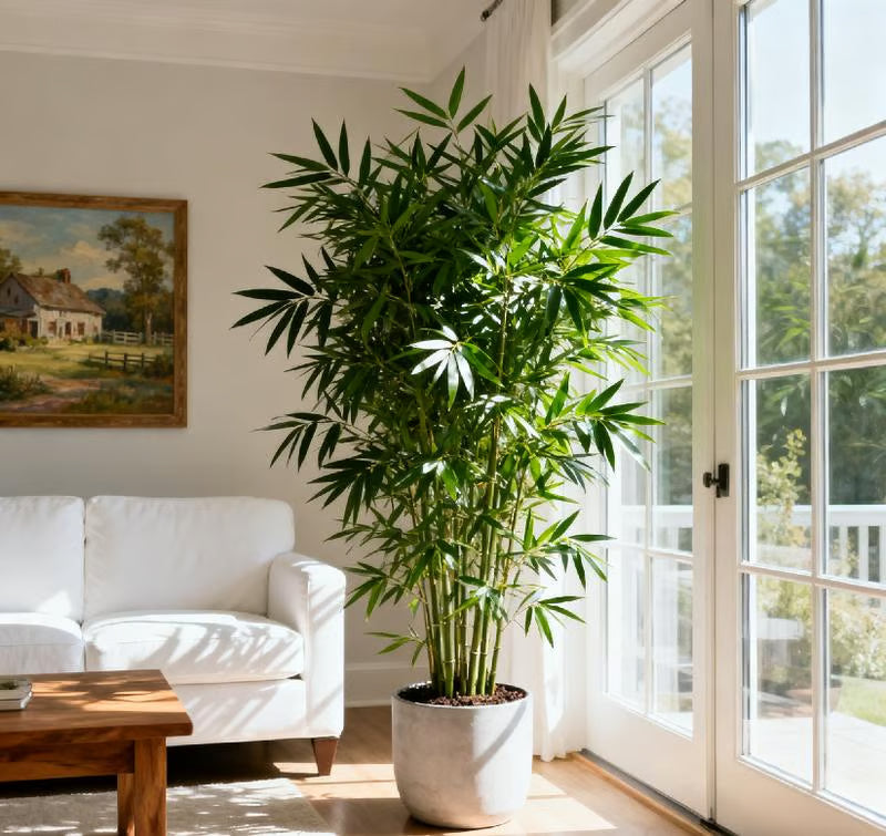 SS EVERGREEN LUCKY BAMBOO SEEDS BUY 1 GET 1 FREE