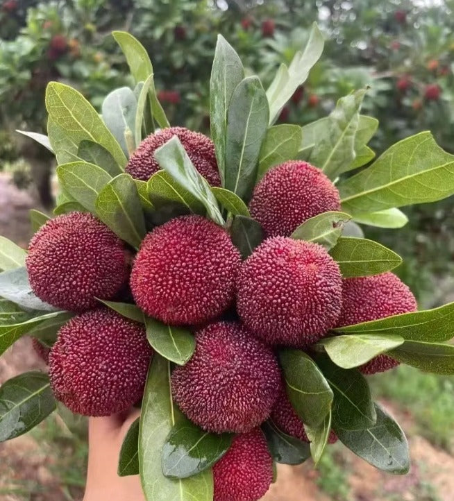 Giant Bayberry Seeds : Ping-Pong Ball Size, Strawberry-Cherry Fusion Flavor (pack2)