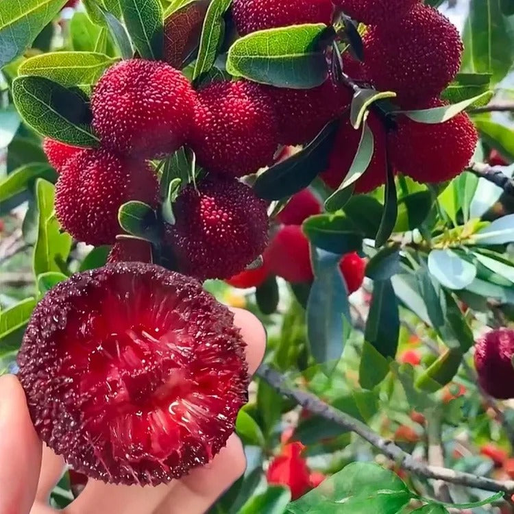 Giant Bayberry Seeds : Ping-Pong Ball Size, Strawberry-Cherry Fusion Flavor (pack2)