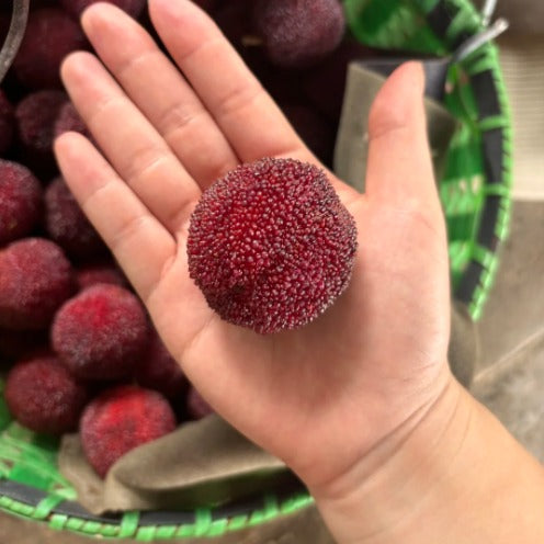 Giant Bayberry Seeds : Ping-Pong Ball Size, Strawberry-Cherry Fusion Flavor (pack2)