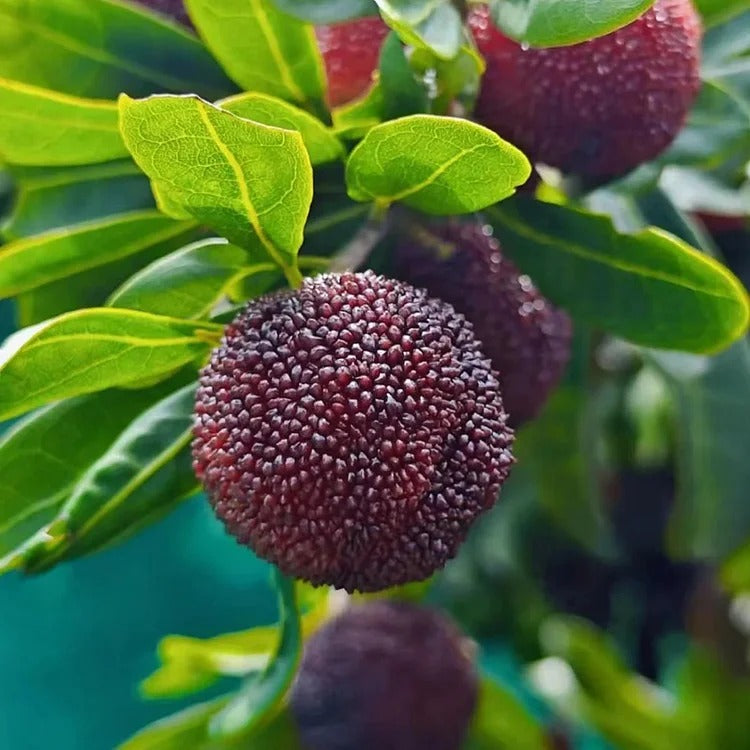 Giant Bayberry Seeds : Ping-Pong Ball Size, Strawberry-Cherry Fusion Flavor (pack2)