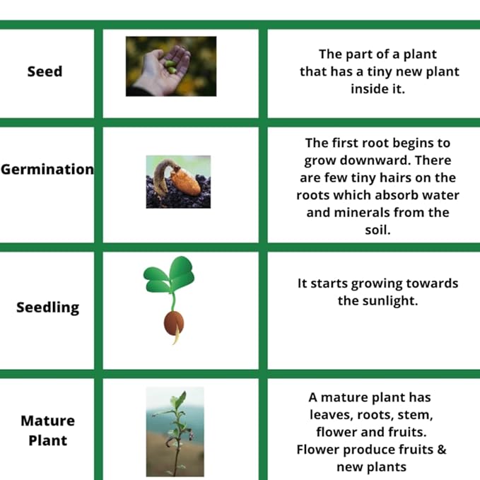 Giant Bayberry Seeds : Ping-Pong Ball Size, Strawberry-Cherry Fusion Flavor (pack2)