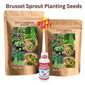 SS Buy 1 Get 1 Free Brussel Sprout Planting Seeds (Mini Cabbage) – With Plant Growth Supplement Free (Copy)