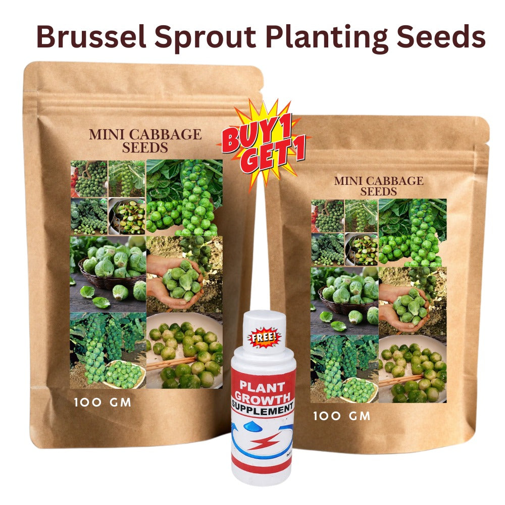 SS Buy 1 Get 1 Free Brussel Sprout Planting Seeds (Mini Cabbage) – With Plant Growth Supplement Free (Copy)