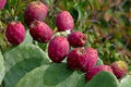 SS Buy 1 Get 1 Free Fruit Cactus Seeds  Edible, nutritious fruits