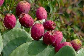 SS Buy 1 Get 1 Free Fruit Cactus Seeds  Edible, nutritious fruits