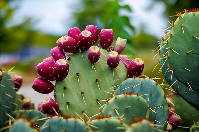 SS Buy 1 Get 1 Free Fruit Cactus Seeds  Edible, nutritious fruits