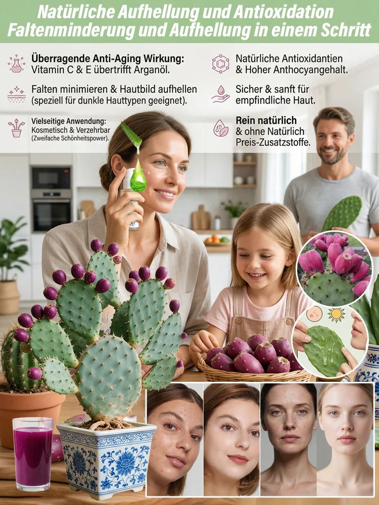 SS Buy 1 Get 1 Free Fruit Cactus Seeds  Edible, nutritious fruits