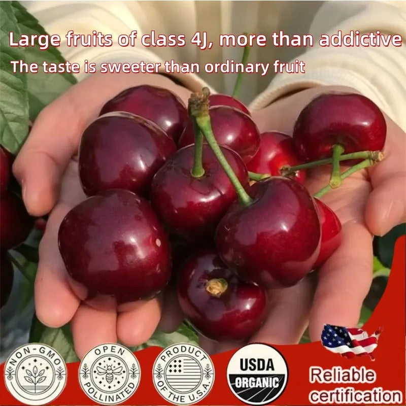 Top Grade & Productive – Chilean Cherry Seeds Direct from Origin 100 grams Organic Pot mix Free