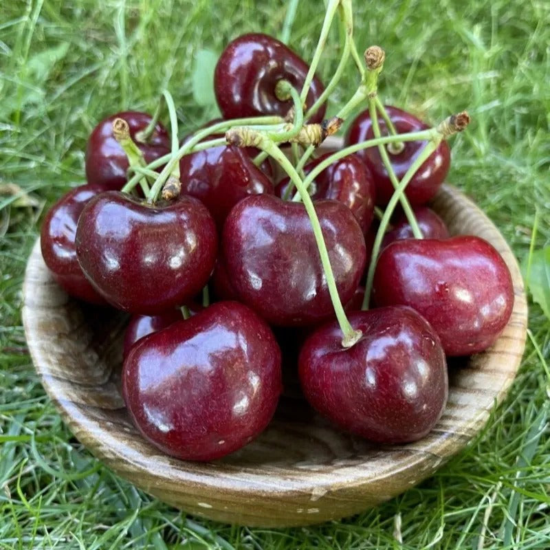 Top Grade & Productive – Chilean Cherry Seeds Direct from Origin 100 grams Organic Pot mix Free