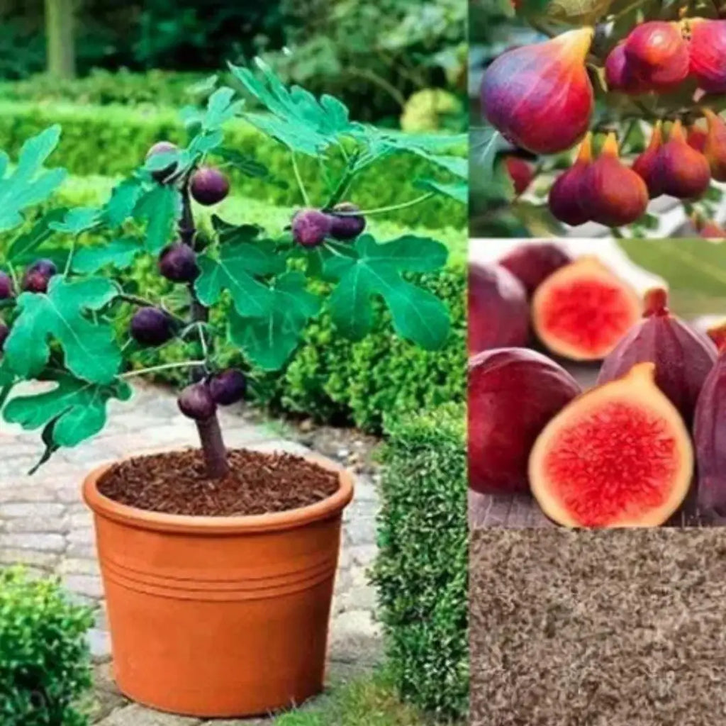 Fig Tree Seeds with plant booster pack of 1