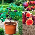 AI Fig Tree Seeds pack of 2