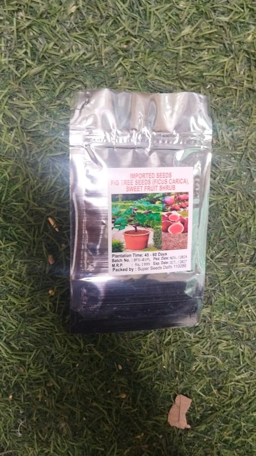 Fig Tree Seeds with plant booster pack of 1