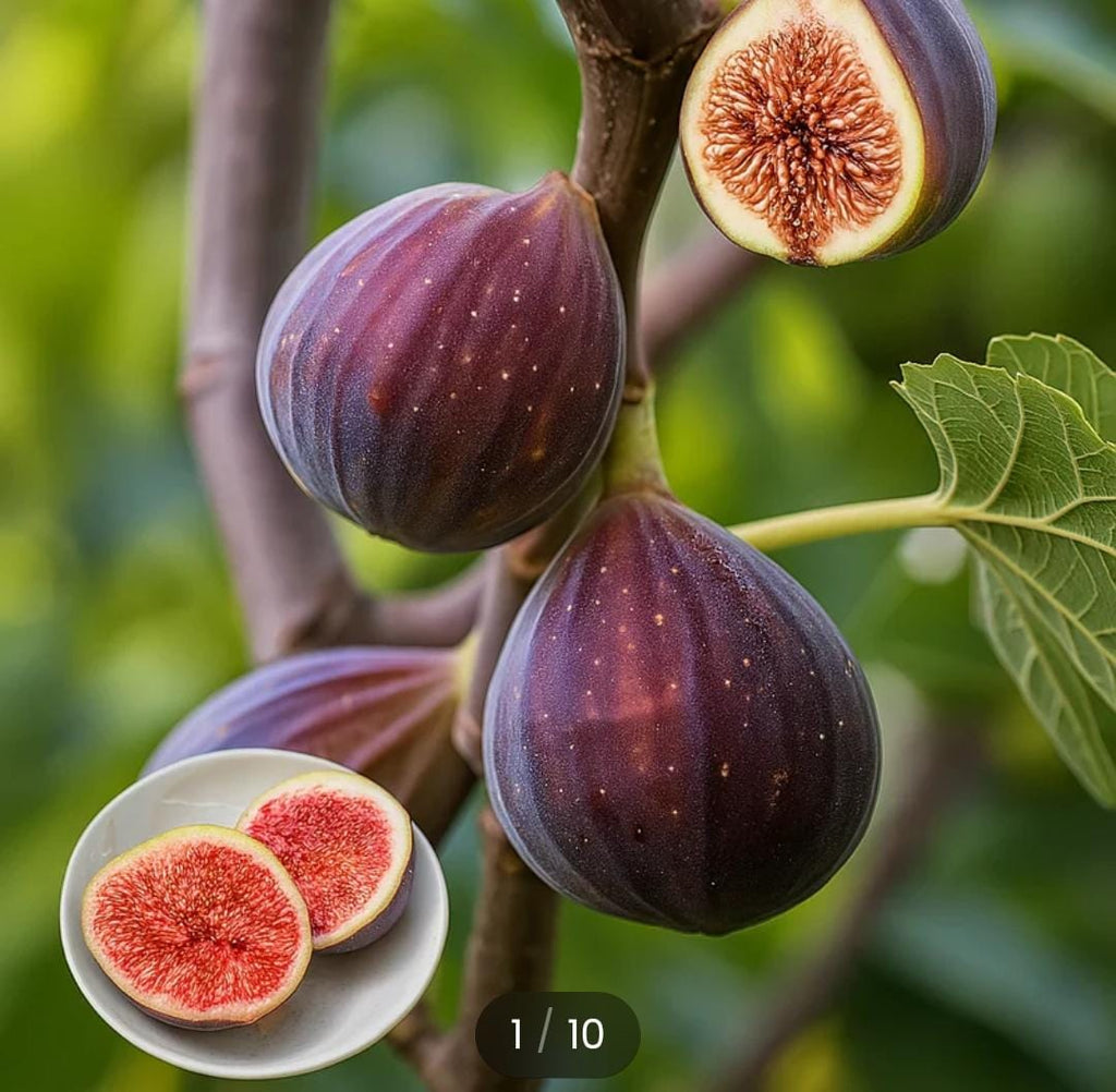 Fig Tree Seeds with plant growth