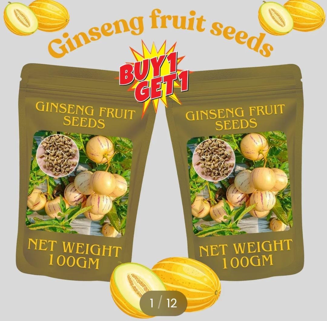 Ginseng Fruit Seeds (Pack of 2)