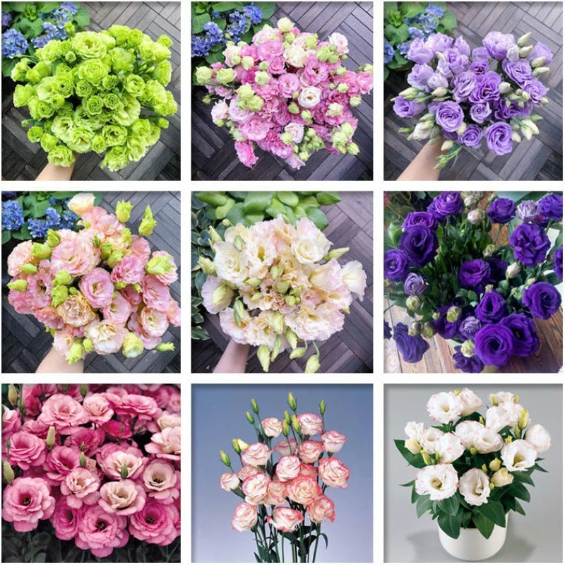 SS High quality Lisianthus SeedS BUY 1 GET 1 FREE!!