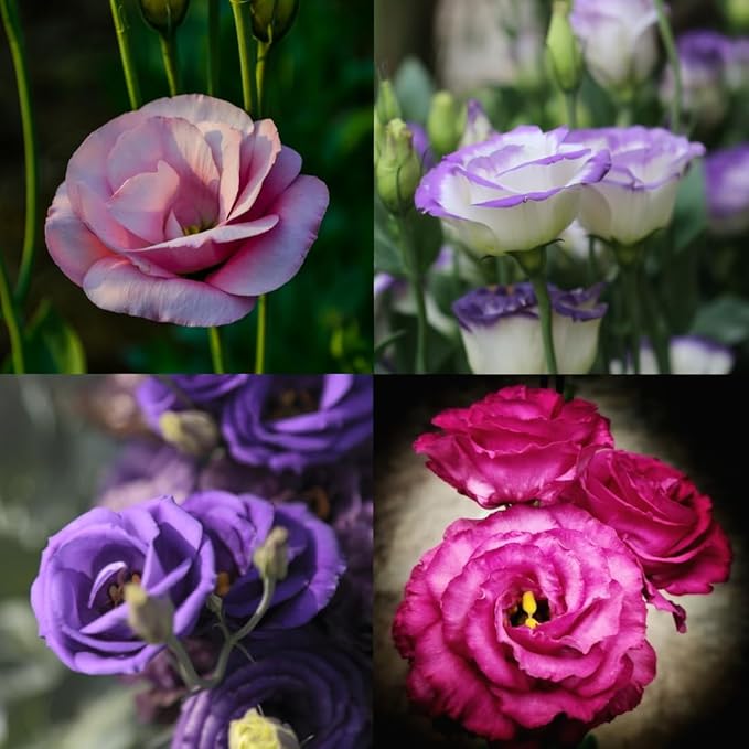 SS High quality Lisianthus SeedS BUY 1 GET 1 FREE!!