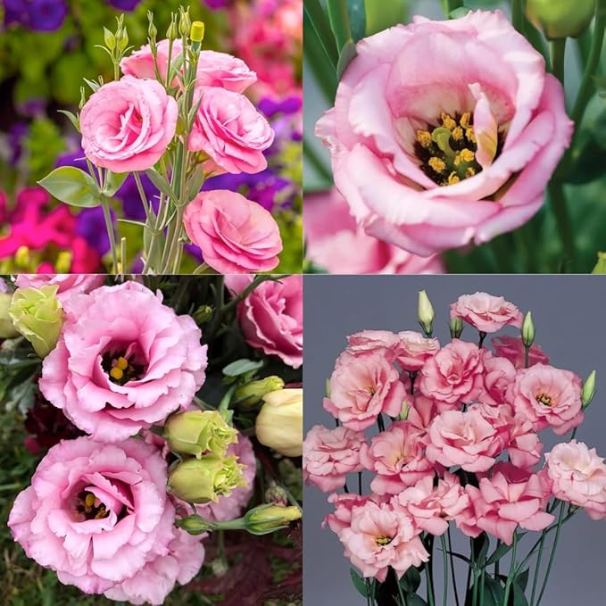 SS High quality Lisianthus SeedS BUY 1 GET 1 FREE!!