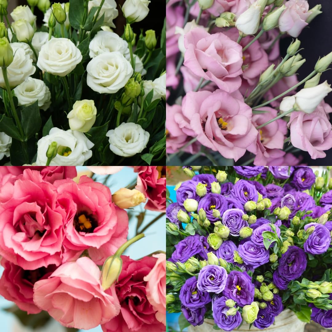 SS High quality Lisianthus SeedS BUY 1 GET 1 FREE!!