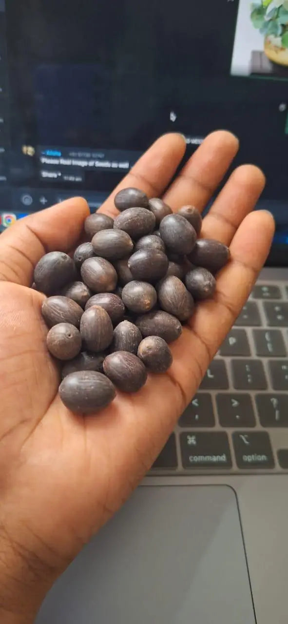 Lotus Flower Seeds (40 SEEDS)