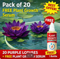 Purple Lotus Seeds (Pack of 20) with Plant Growth Serum