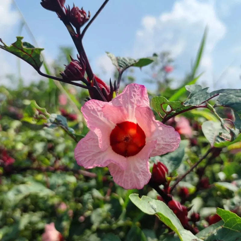 ROSELLE FLOWER SEEDS BUY 1 GET 1 FREE