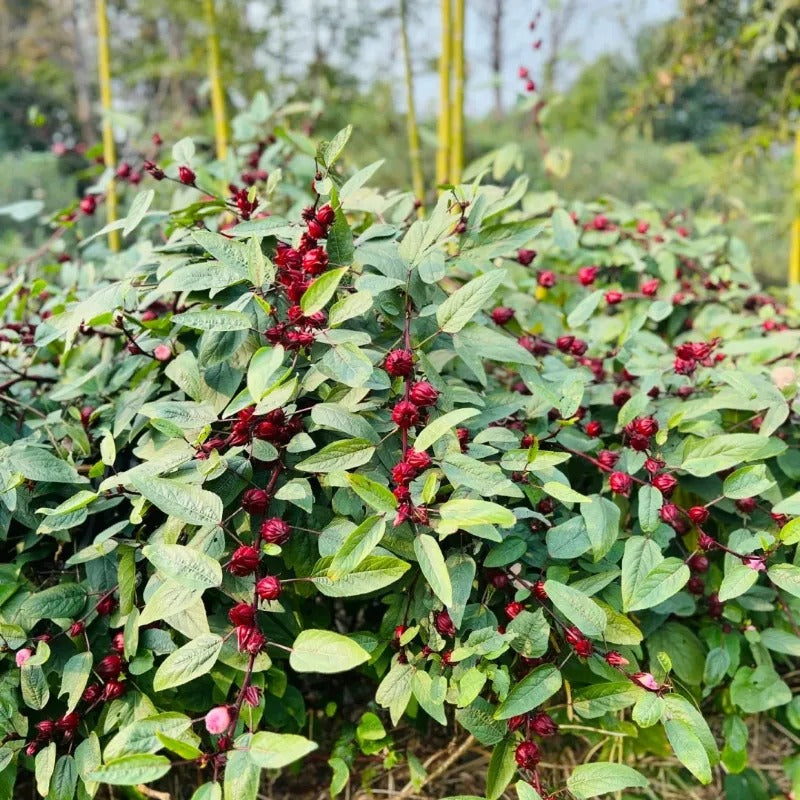 ROSELLE FLOWER SEEDS BUY 1 GET 1 FREE
