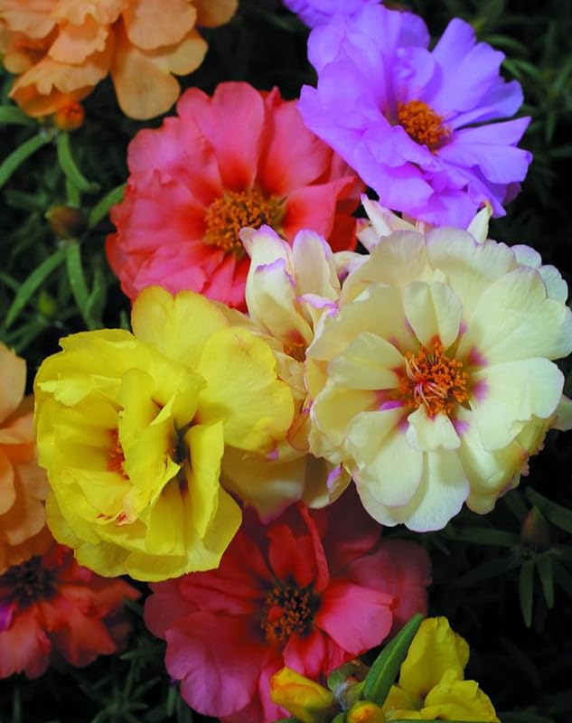 SS BUY 1 GET 1 FREE | Moss Rose Perennial Flower Seeds With Plant Growth Supplement