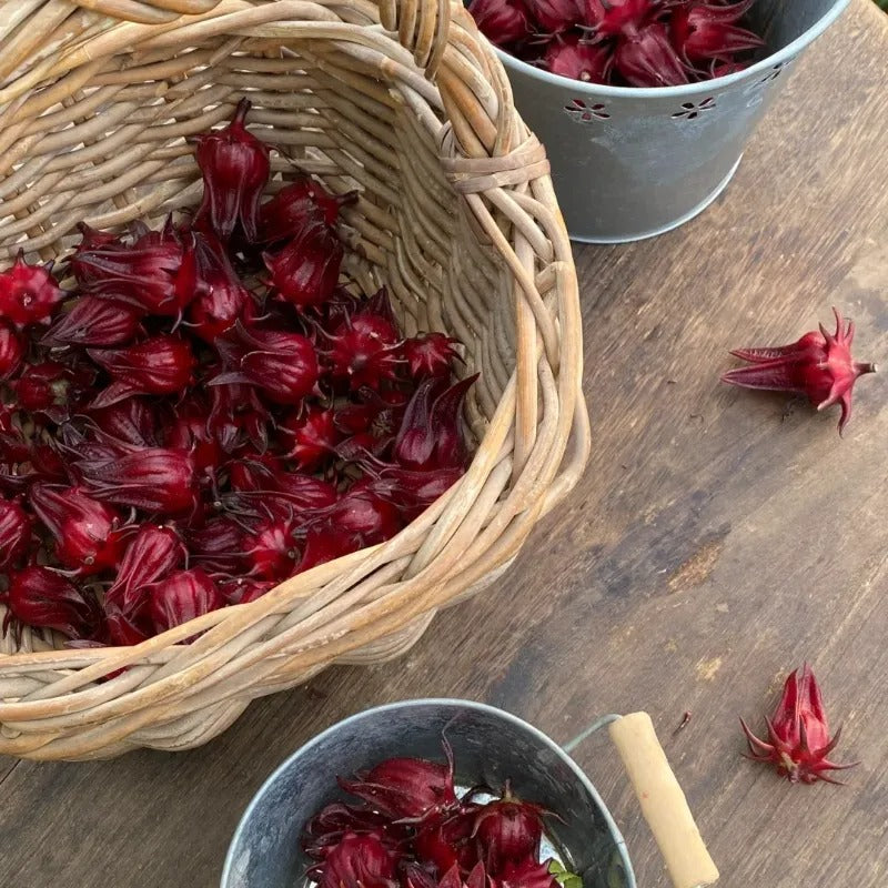 ROSELLE FLOWER SEEDS BUY 1 GET 1 FREE