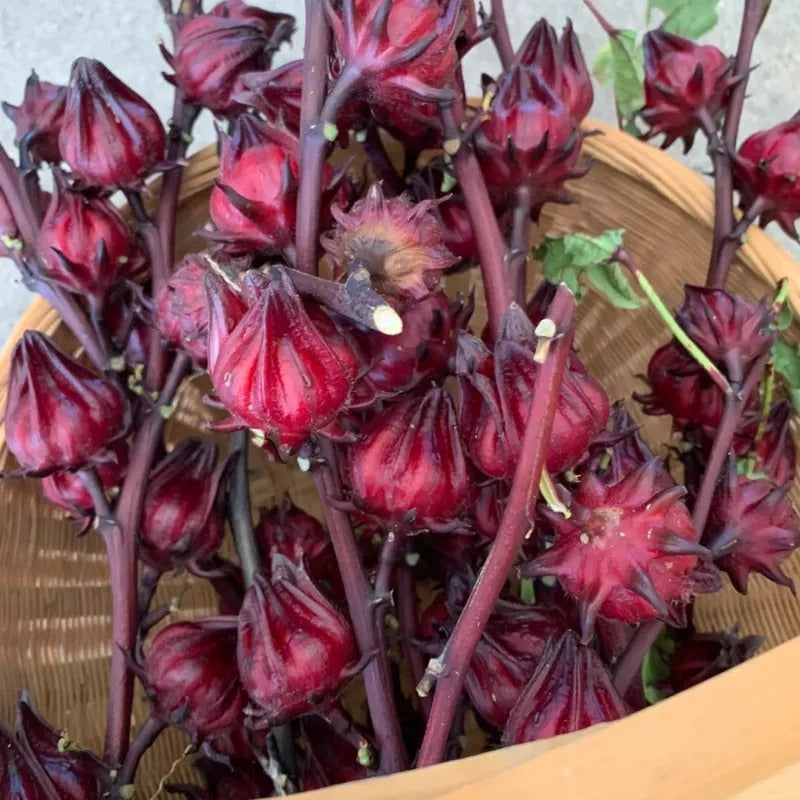 ROSELLE FLOWER SEEDS BUY 1 GET 1 FREE