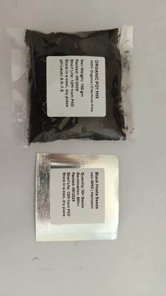 Black Hosta Seeds + 100 grams Organic Pot mix Free