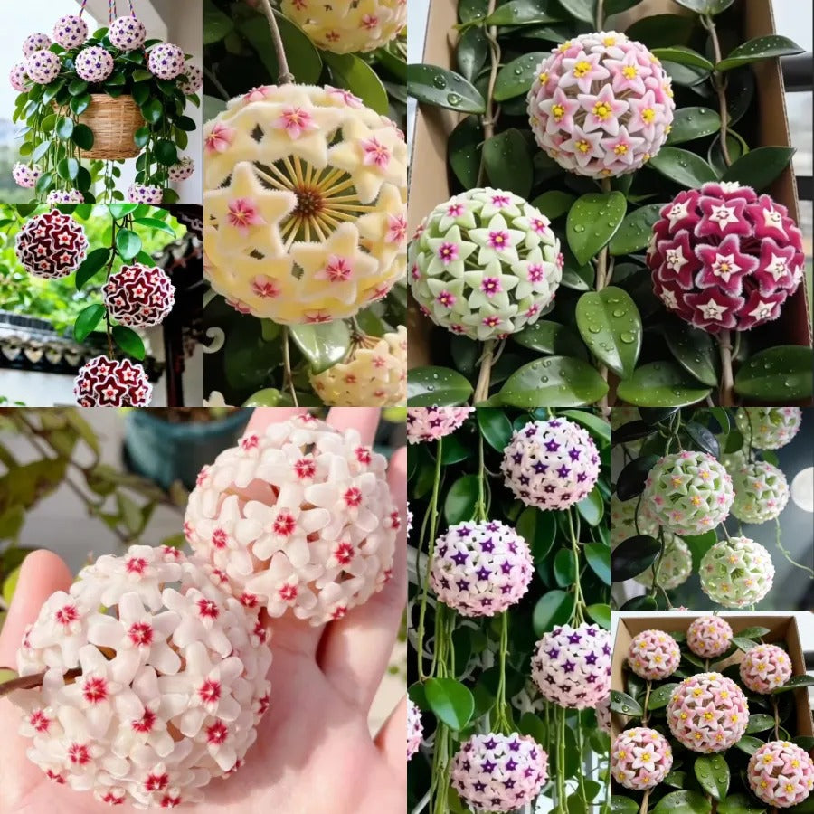 SS Hoya Bulbs- Stars falling from the sky Buy 1 Get 1 Free