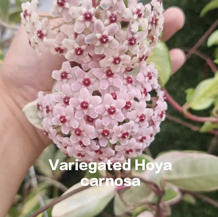 SS Hoya Bulbs- Stars falling from the sky Buy 1 Get 1 Free