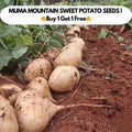 MUMA MOUNTAIN SWEET POTATO SEEDS BUY 1 GRT 1 FREE