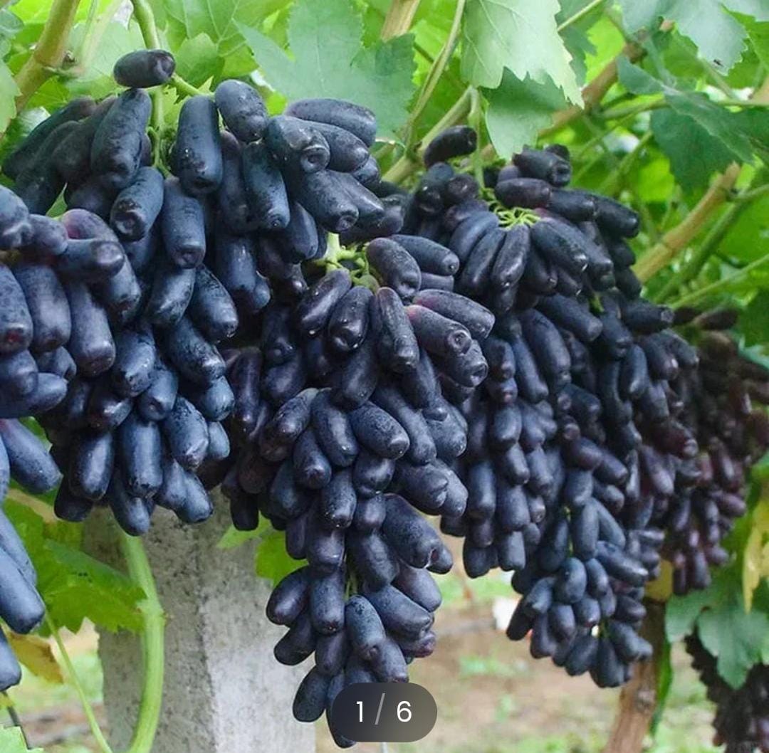 Sweet Sapphire Grapes Seed